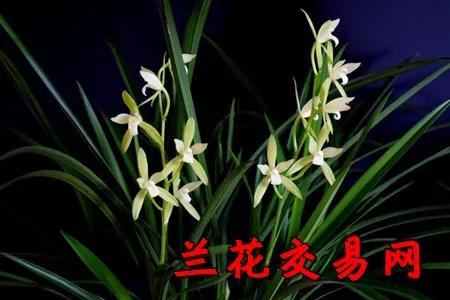 ����������(��������ƽ̨)