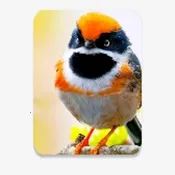 С��Ϻֱ�������ֻ���